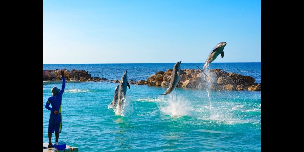 Dolphins at Dolphin Cove Jamaica