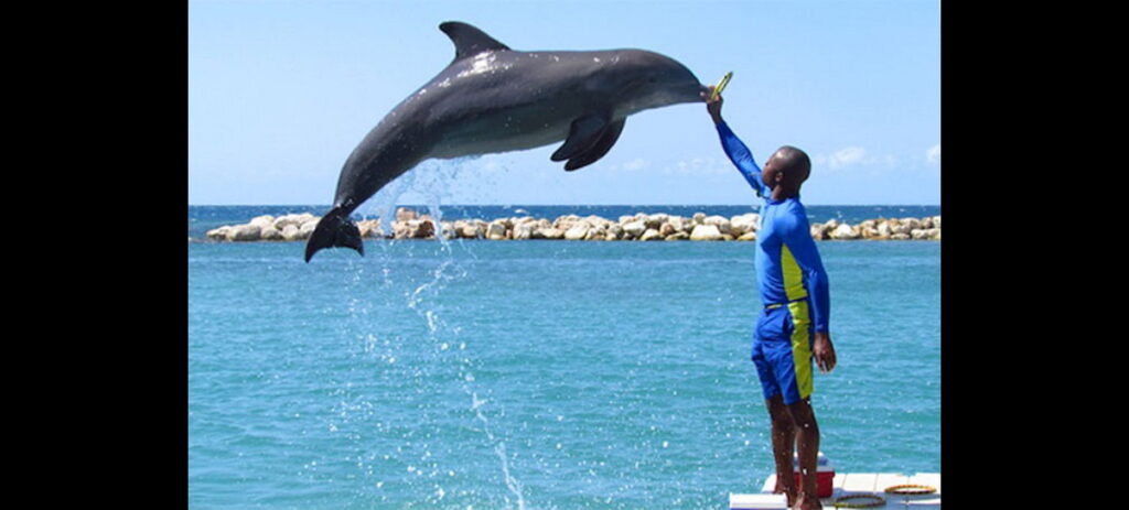 Dolphins at Dolphin Cove Jamaica